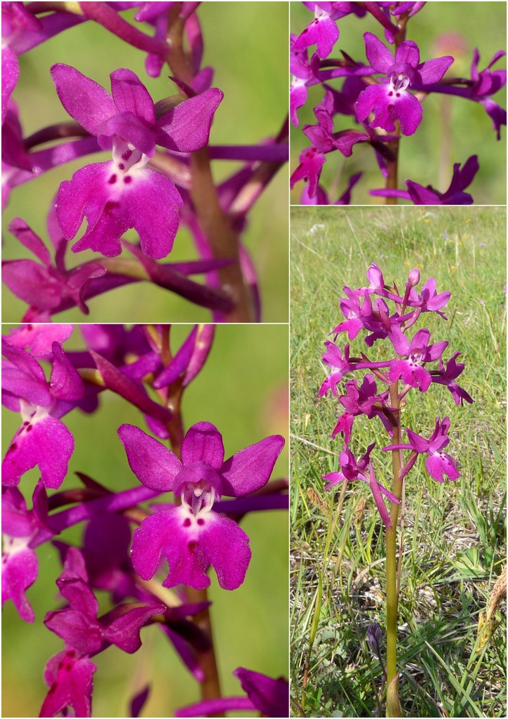 La Valle delle orchidee, Sassano e Monte San Giacomo 9 e 10 maggio 2015